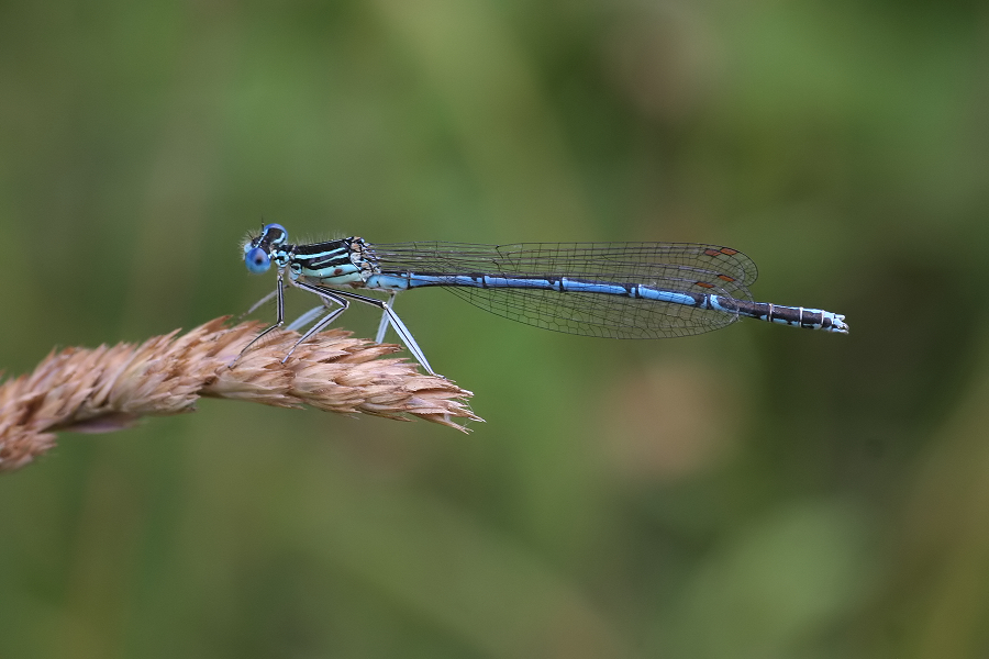 6119_Blauwe breedscheenjuffer (m) - Plitvice N.P. (Kroatia).jpg